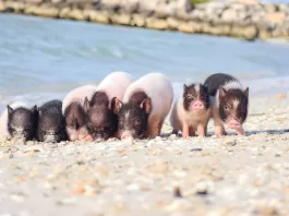 Los cerdos fueron rescatados por la Policía Ecológica