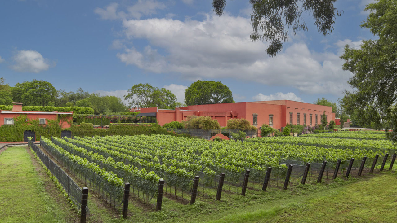 Hacienda Galindo cuenta con el primer viñedo de la región