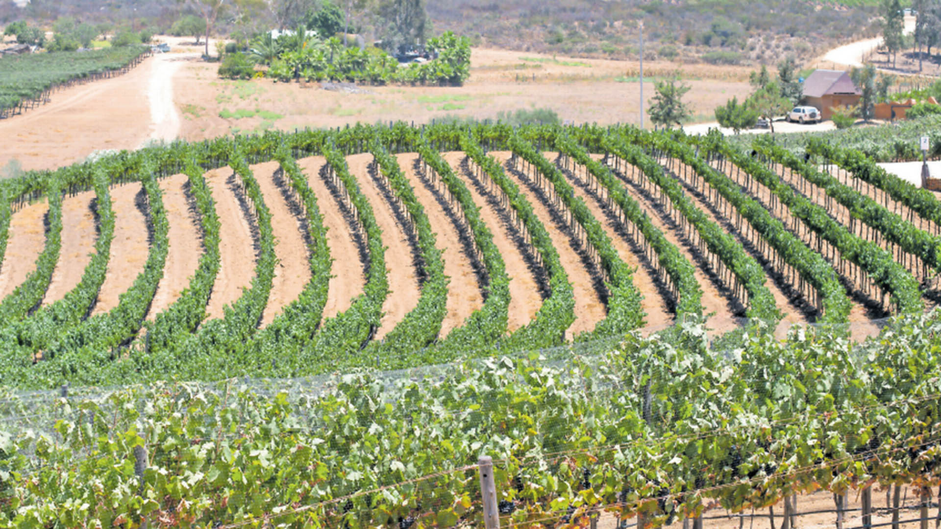 El Valle de Guadalupe est en riesgo de desaparecer por depredaci n