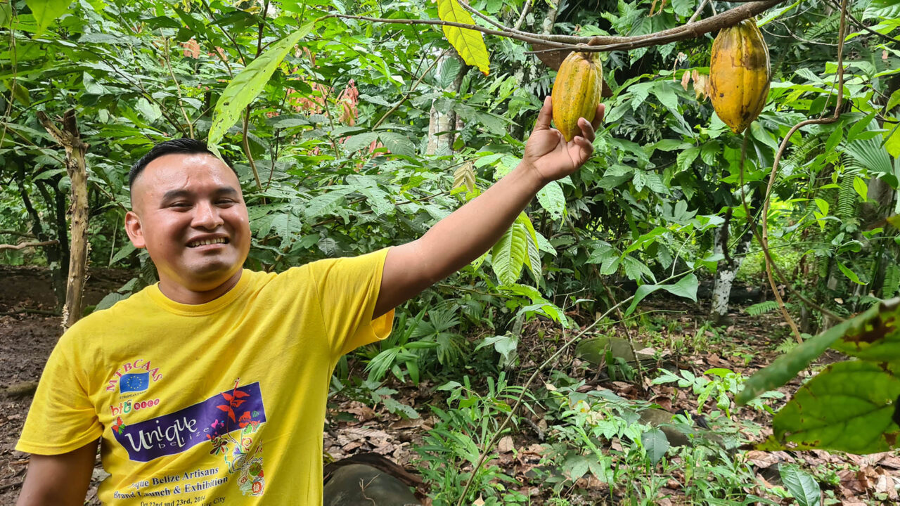 Producción de cacao en una finca con turismo rural y agroturismo.