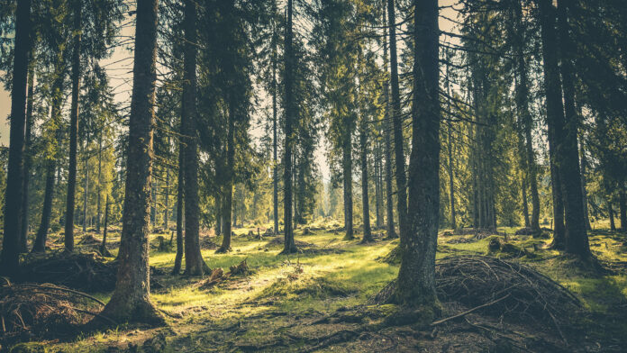 Airbnb y WWF México trabajan para frenar la crisis de biodiversidad