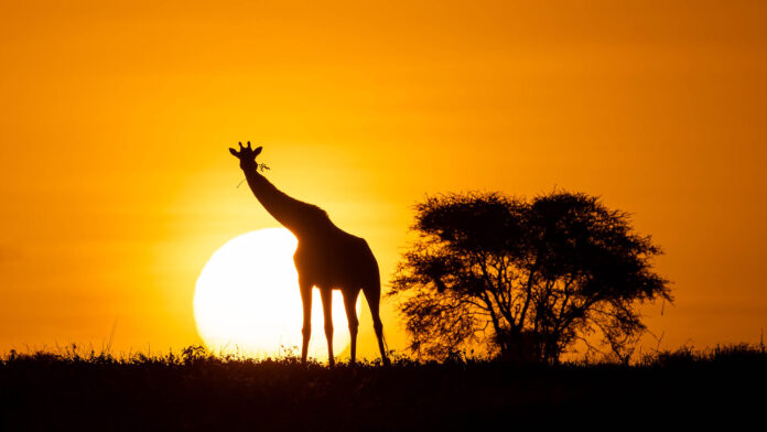 Wilderness Usawa Serengeti, el primer campamento móvil de lujo en Tanzania