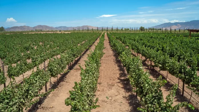 Inician las Fiestas de la Vendimia en El Cielo Valle de Guadalupe