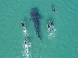 Nada con el Tiburón Ballena en La Paz