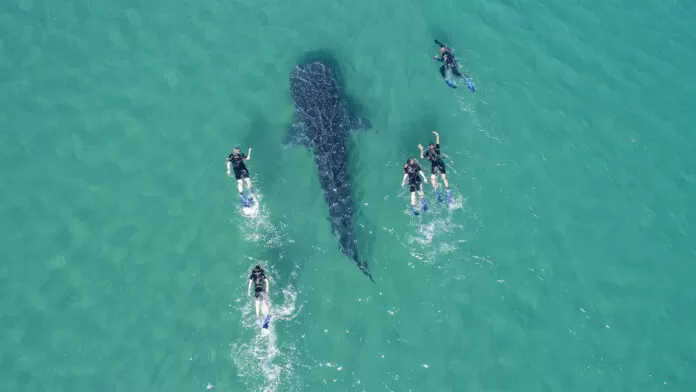 Nada con el Tiburón Ballena en La Paz