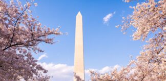 Washington, DC en flor: la temporada más bella del año que celebra historia, cultura y amistad