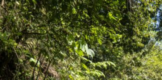La Ru-Tica 2026: evento ciclista en CDMX que promueve turismo sostenible y cultura de Costa Rica