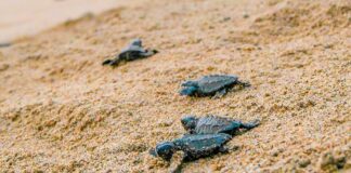 La mejor temporada de liberación de tortugas está en Nayarit