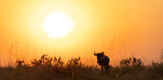 Un safari para mirar el Masai Mara a través de la lente